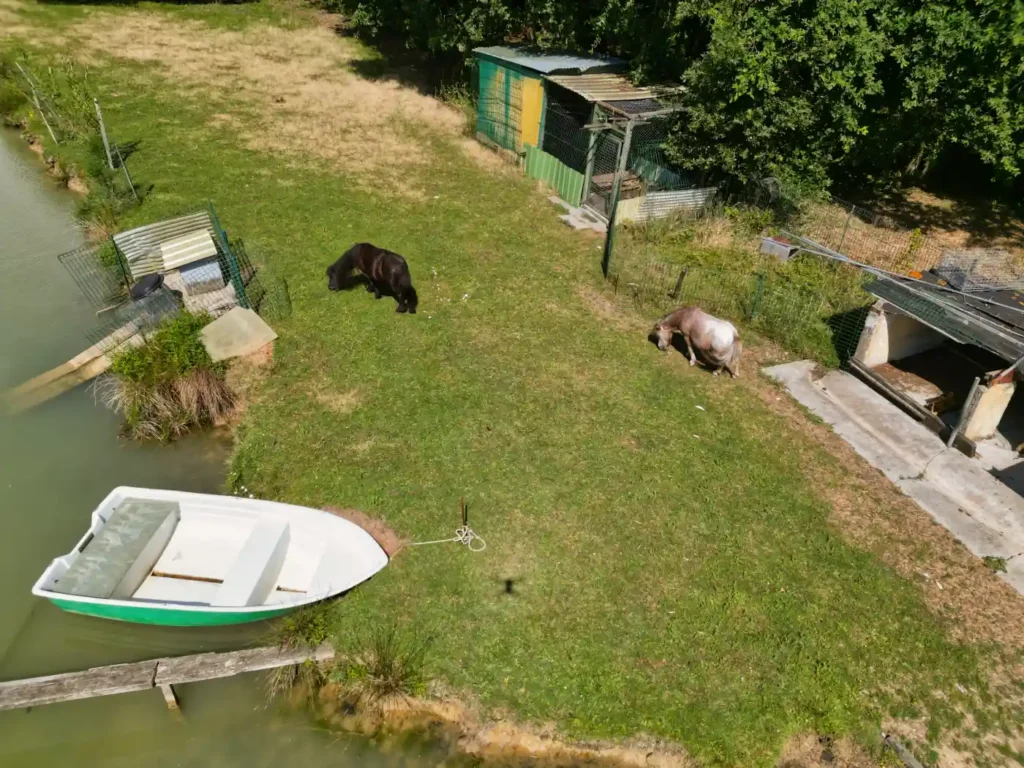 Oies, canards et animaux vivant en liberté au cœur du domaine