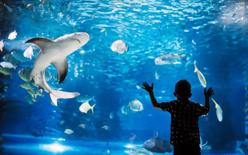Grand Aquarium de Touraine à Amboise