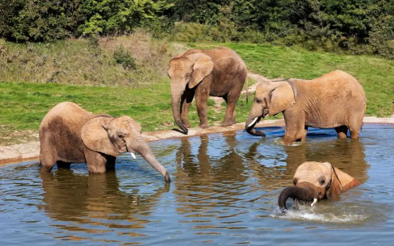 Éléphants du ZooParc de Beauval en Touraine