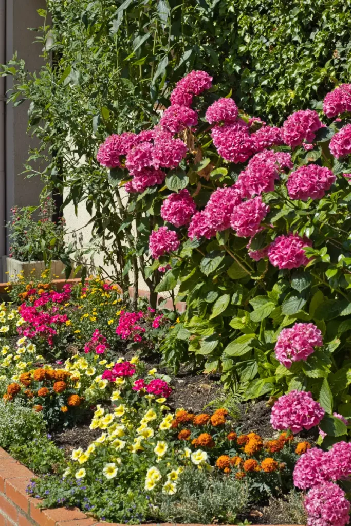 Rosier en fleurs dans le parc de Villa Lupantia en Touraine