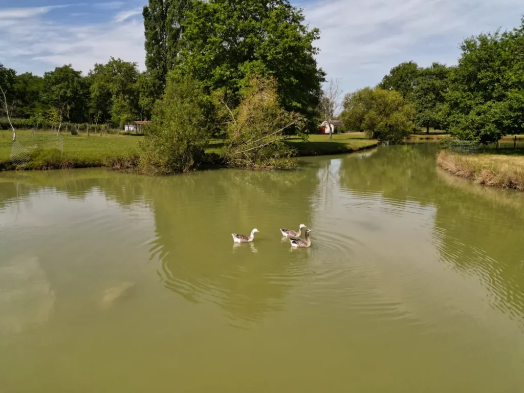Vue aérienne du grand domaine avec parc et étang naturel à Villa Lupantia