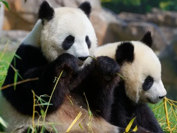 Pandas au ZooParc de Beauval
